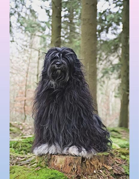 „Tibet Terrier – Guardian of the Woods“